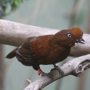 Female Andean Cock-of-the-Rock