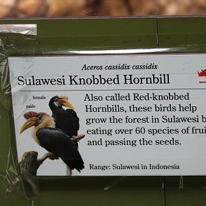 Sulawesi Knobbed Hornbill Signage
