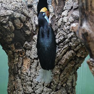 Female Sulawesi Knobbed Hornbill