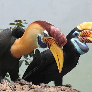 Sulawesi Knobbed Hornbill Pair