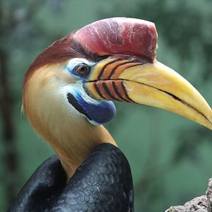Sulawesi Knobbed Hornbill