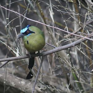 Amazonian Motmot