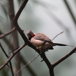 Long-Tailed Finch