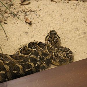 African Puff Adder