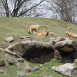 Entire Nubian Ibex Herd