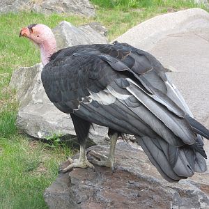 California Condor