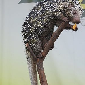 Prehensile-tailed Porcupine