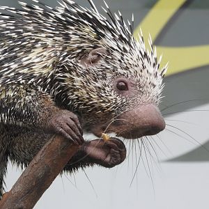 Prehensile-tailed Porcupine