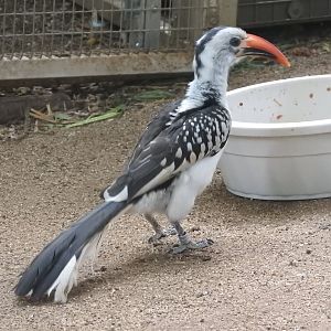 Red-billed Hornbill