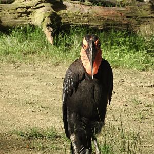 Southern Ground Hornbill