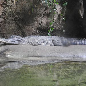 African Slender-snouted Crocodile