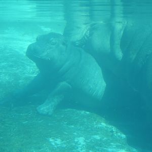 Baby Hippo