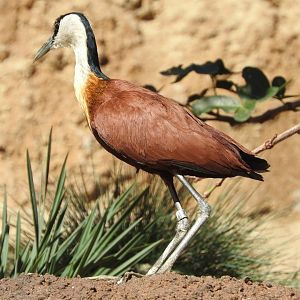 African Jacana