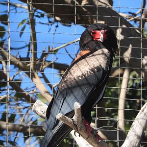 Bateleur