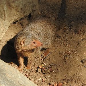 Dwarf Mongoose