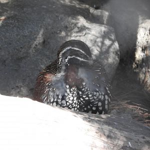 Madagascar Partridge