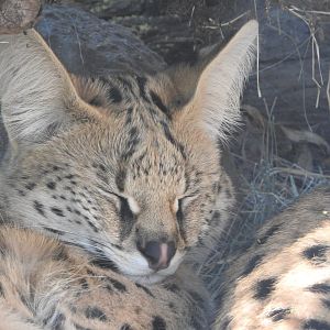 Serval
