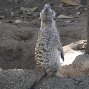 Meerkat