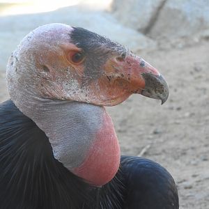 California Condor