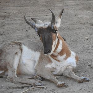 Pronghorn