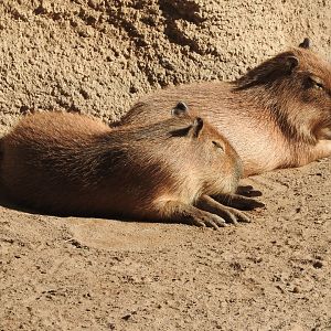 Capybaras