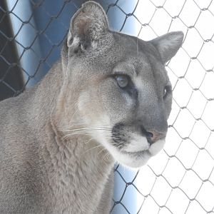 Mountain Lion