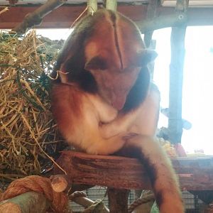 Goodfellow's tree kangaroo (Dendrolagus goodfellowi)