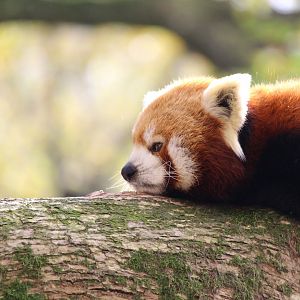 Red panda