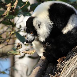 Black-and-white ruffed lemur