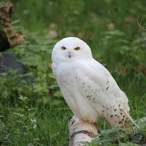 Snowy owl