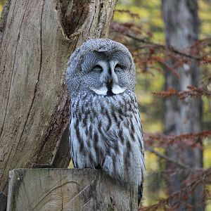 Ural owl