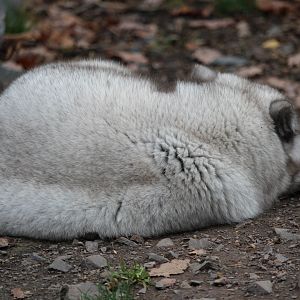 Arctic fox