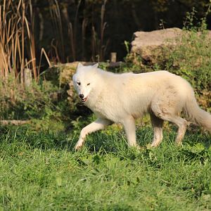 Arctic wolf