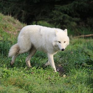 Arctic wolf
