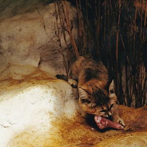 Arabian sand cat at Colchester Zoo