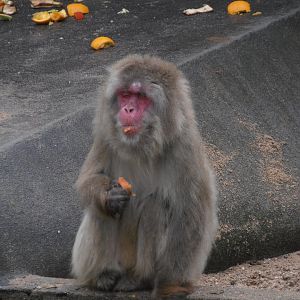 Japanese Macaque
