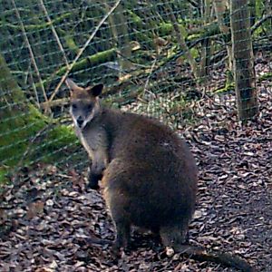 Swamp Wallaby, Kangaroo island, Aquazoo Friesland