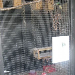 Doktorparken - Red-rumped parrot aviary