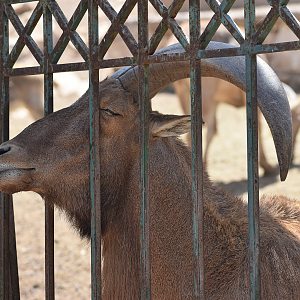 La Vallée des Oiseaux - Atlas Barbary sheep