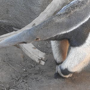Giant Anteater