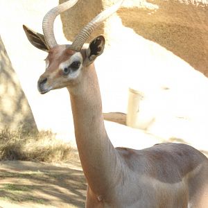 Gerenuk