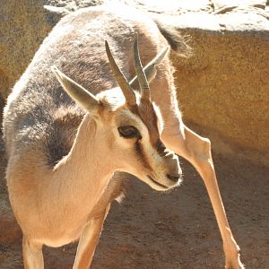 Speke's Gazelle