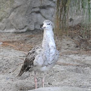 Ruff Sandpiper