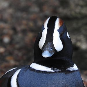 Harlequin Duck