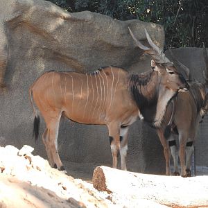 Giant Eland