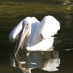 Great White Pelican