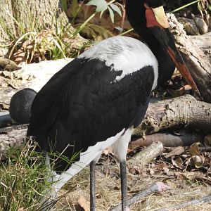 Saddle-billed Stork