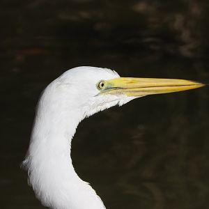 Great Egret