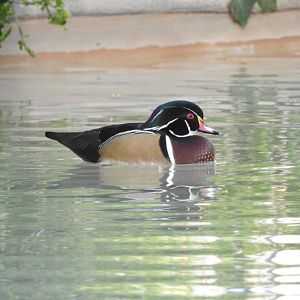 Wood Duck