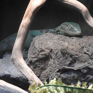 Green Tree Monitor